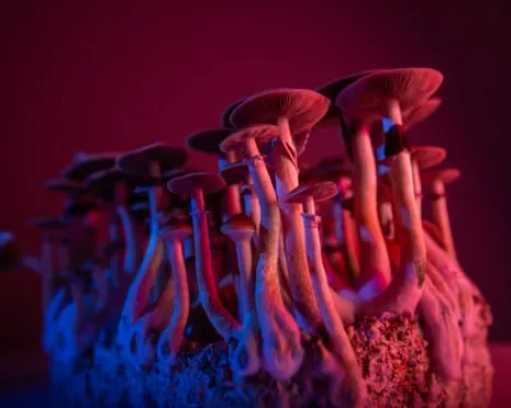 Regarding Substances by the Philosopher: A Reflective Journey into Psychedelics
